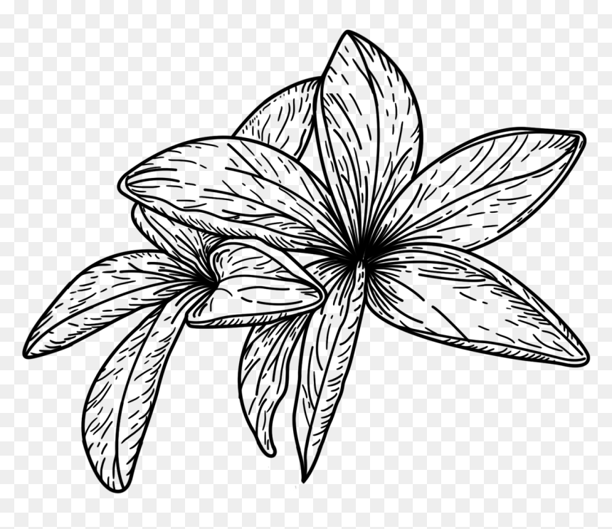 Crocus, HD Png Download - plumeria tree png