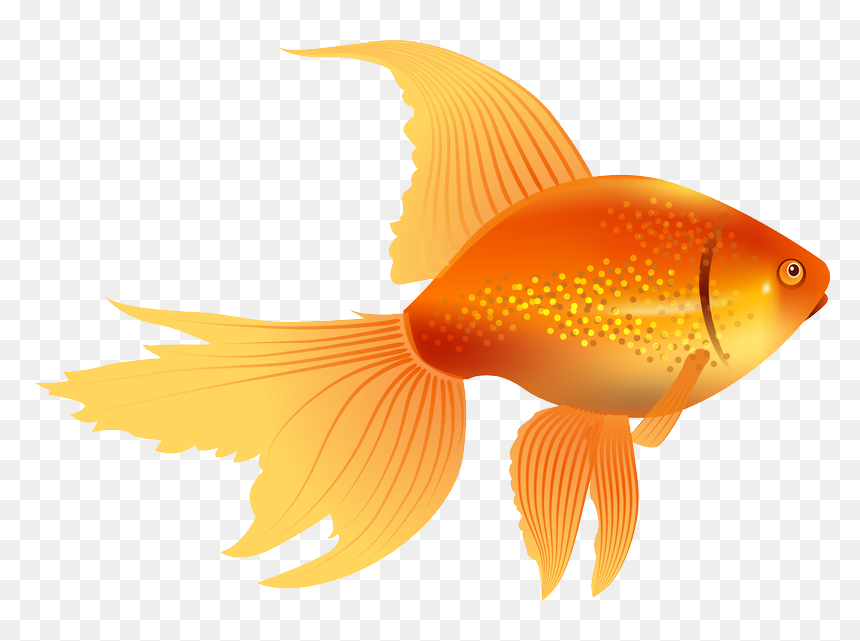  prugruni Png - Goldfish Vector, Transparent Png - golden fish png