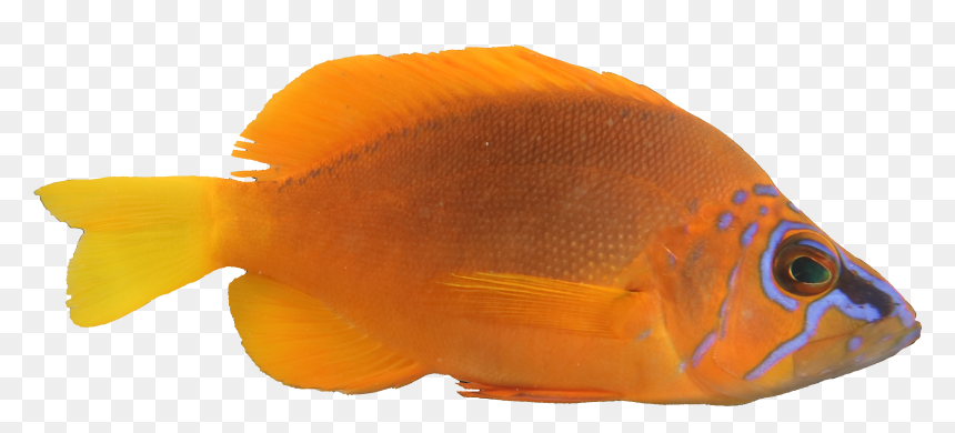 Pomacentridae, HD Png Download - golden fish png