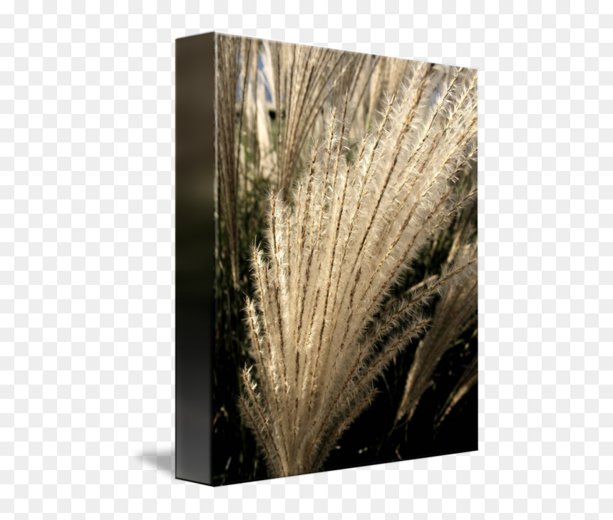 Sea Grass Png Black And White - Floral Design, Transparent Png - brown grass png
