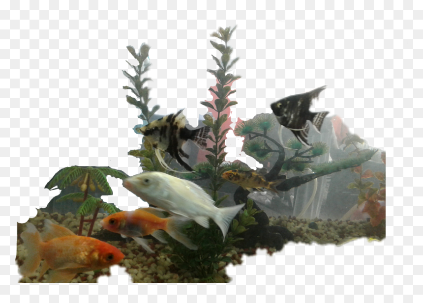 #golden Fish #golden - Bony-fish, HD Png Download - golden fish png