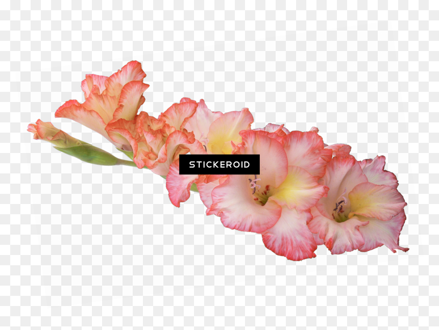 Gladiolus Hd Flowers Nature , Png Download - Gladiolus Flower Transparent Background, Png Download - nature png hd