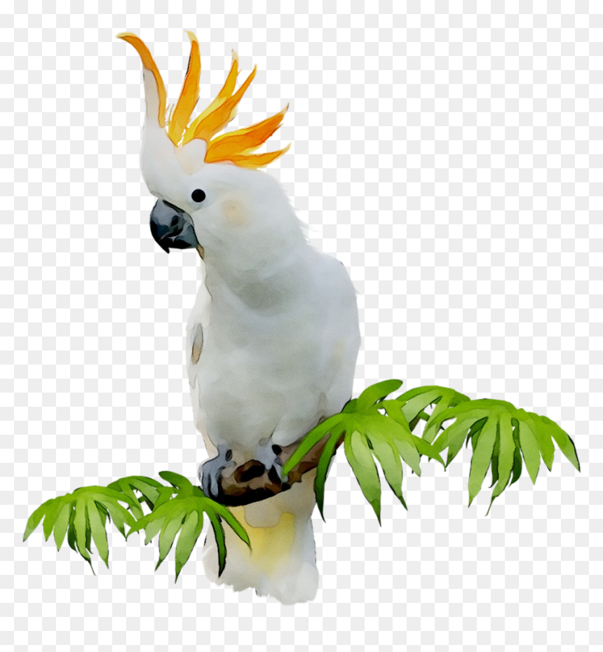 Sulphur-crested Cockatoo Clip Art Portable Network - Cockatoo Png, Transparent Png - parrot clipart png