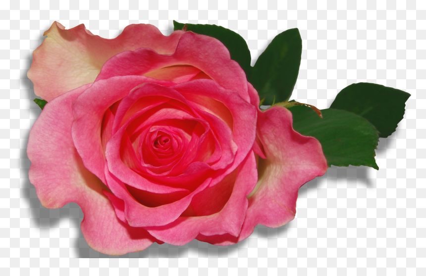 Emperor Roses Flowers Purple Nature Clipart Hd Wallpapers - Róża Png, Transparent Png - nature png hd