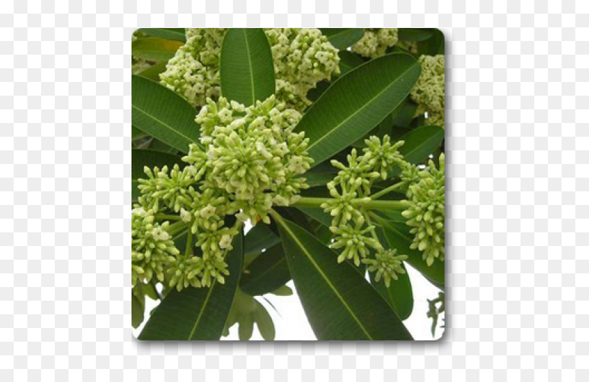 Alstonia Scholaris, HD Png Download - plumeria tree png