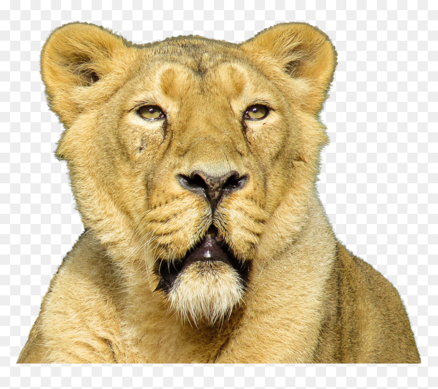 Lion Close Up - Animales Carnivoros Png, Transparent Png - lion tattoo png