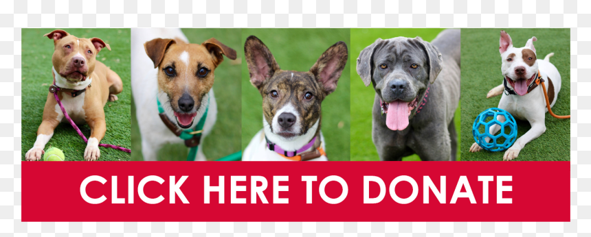 Companion Dog, HD Png Download - donate button png