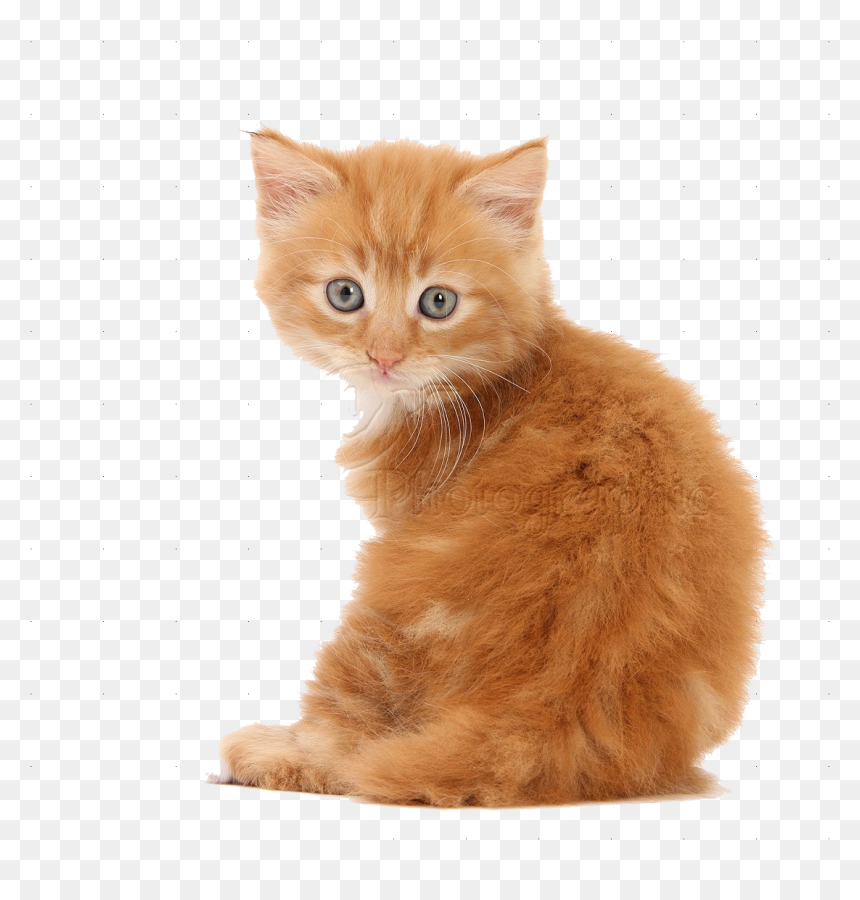 Kittens Png, Transparent Png - kitten clipart png