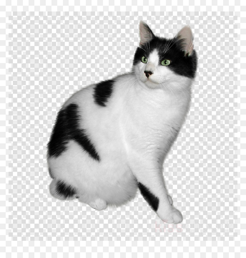 Japanese Bobtail Black And White, HD Png Download - kitten clipart png
