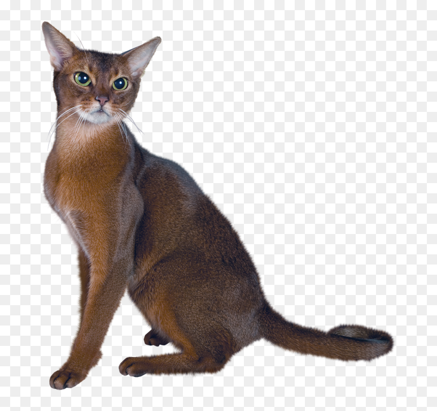 Real Cat Clip Art, HD Png Download - kitten clipart png