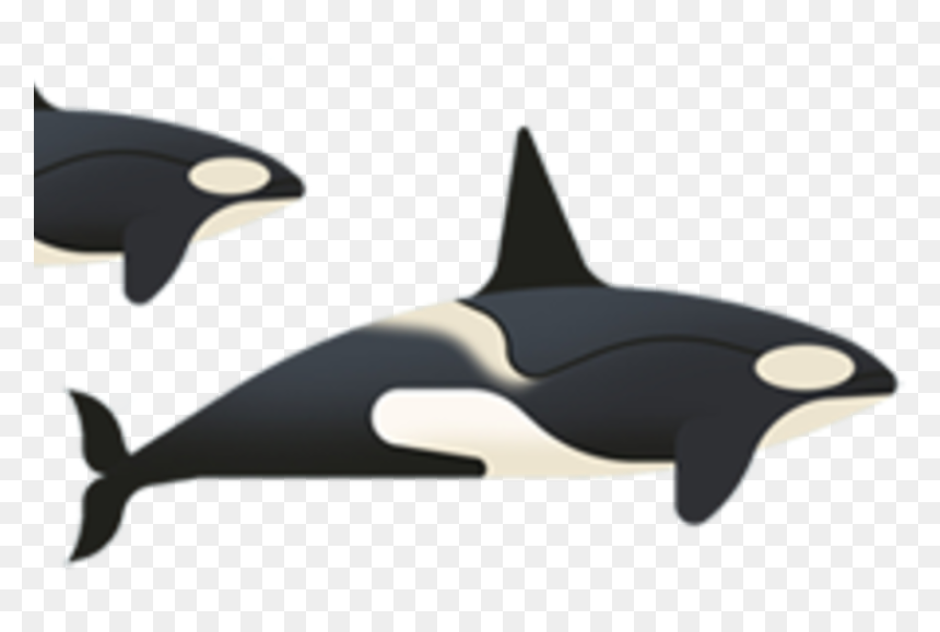 Killer Whale, HD Png Download - whale tail png