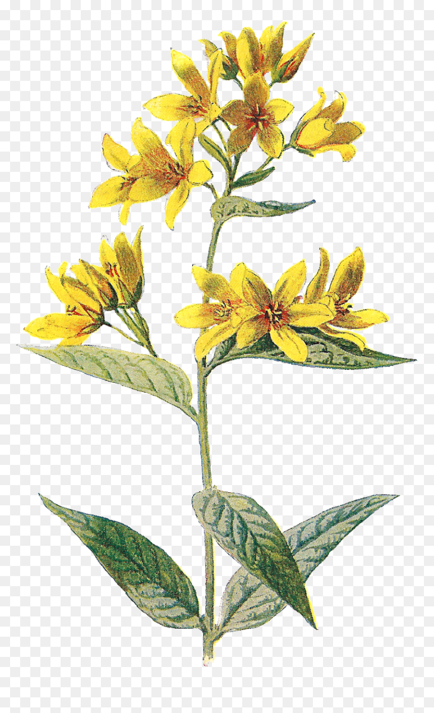 Wild Yellow Flower Transparent, HD Png Download - paint png tumblr