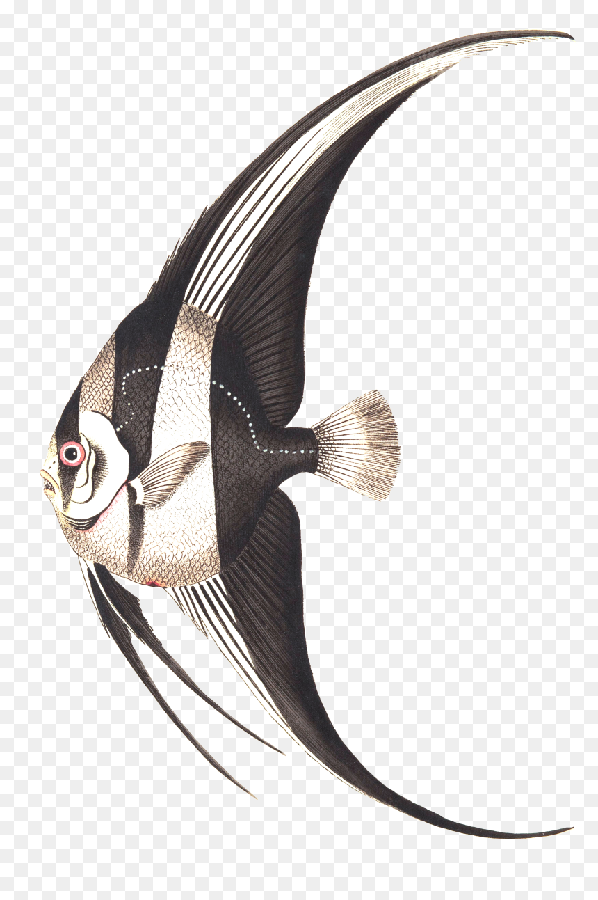 Exutic Fish, HD Png Download - fish drawing png