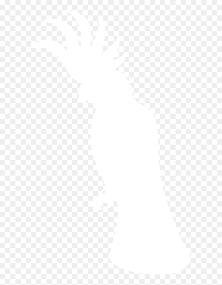 Cockatoo Silhouette Images Free, HD Png Download - parrot clipart png