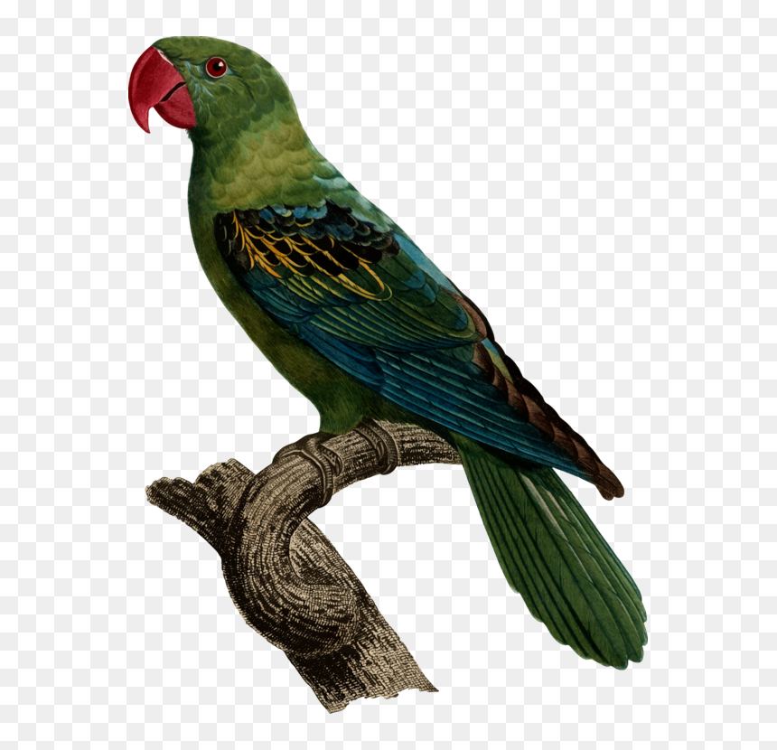Macaw,parrot,lorikeet - Great Billed Parrot, HD Png Download - parrot clipart png