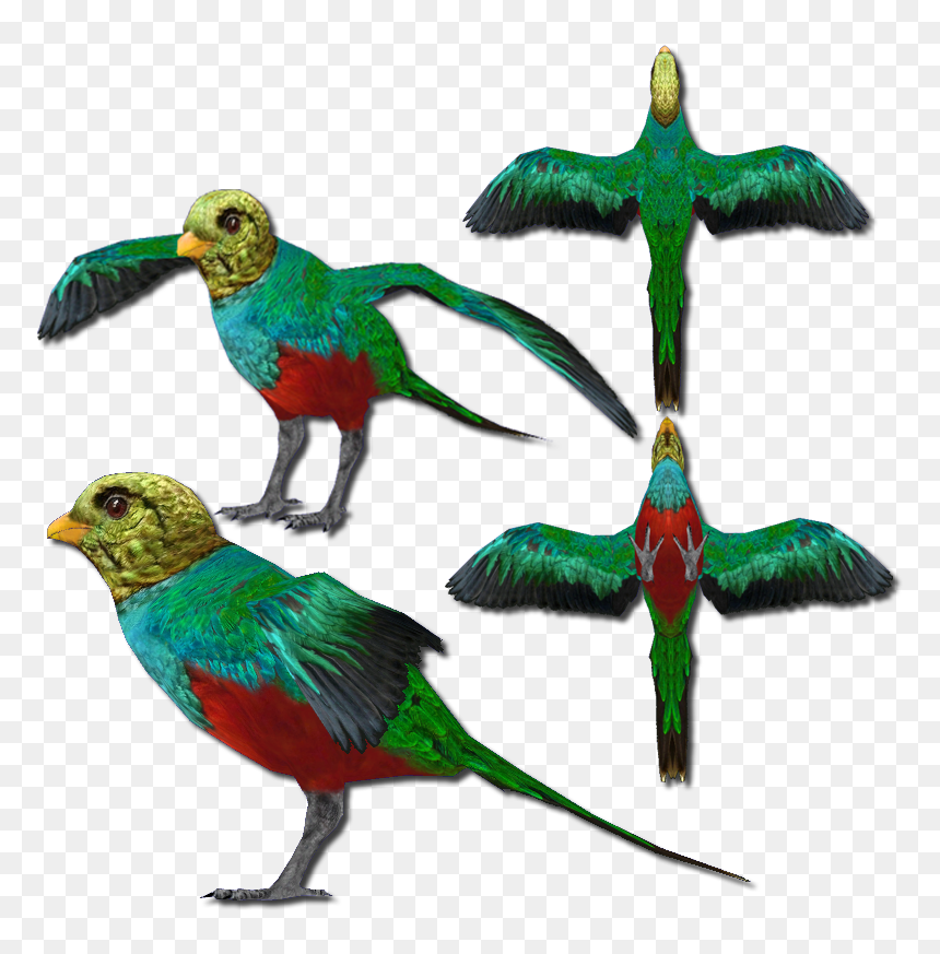 Golden Headed Quetzal V2 - Golden-headed Quetzal, HD Png Download - parrot clipart png