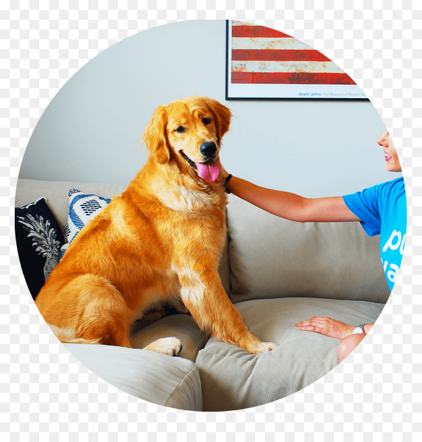 Sitting Thumbnail Round - Golden Retriever, HD Png Download - golden round png