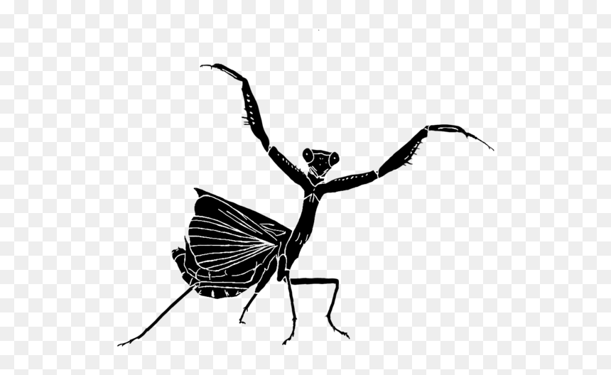 Illustration, HD Png Download - praying mantis png