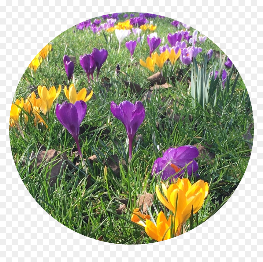 Spring Crocus, HD Png Download - spring forward png