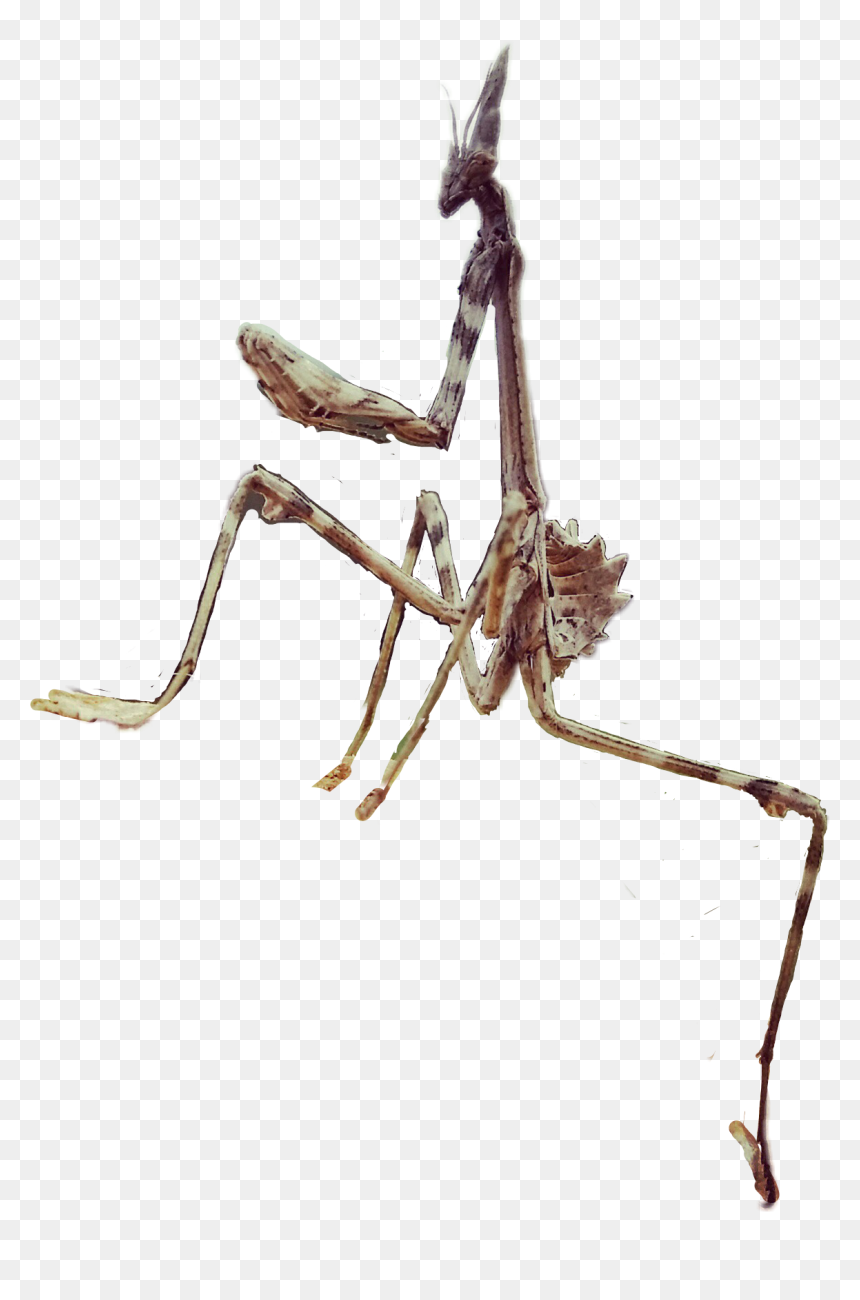 #bug#praying Mantis - Mantidae, HD Png Download - praying mantis png