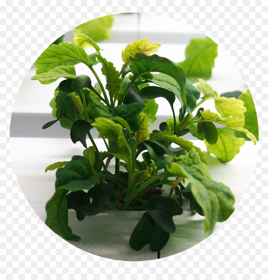 144plantscircle, HD Png Download - planting png