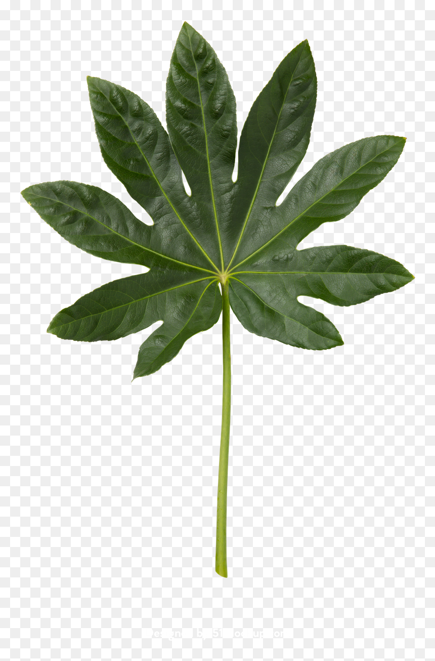 Silver Maple, HD Png Download - planting png