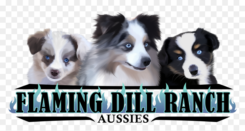 Flaming Dill Ranch Aussies, HD Png Download - fdr png