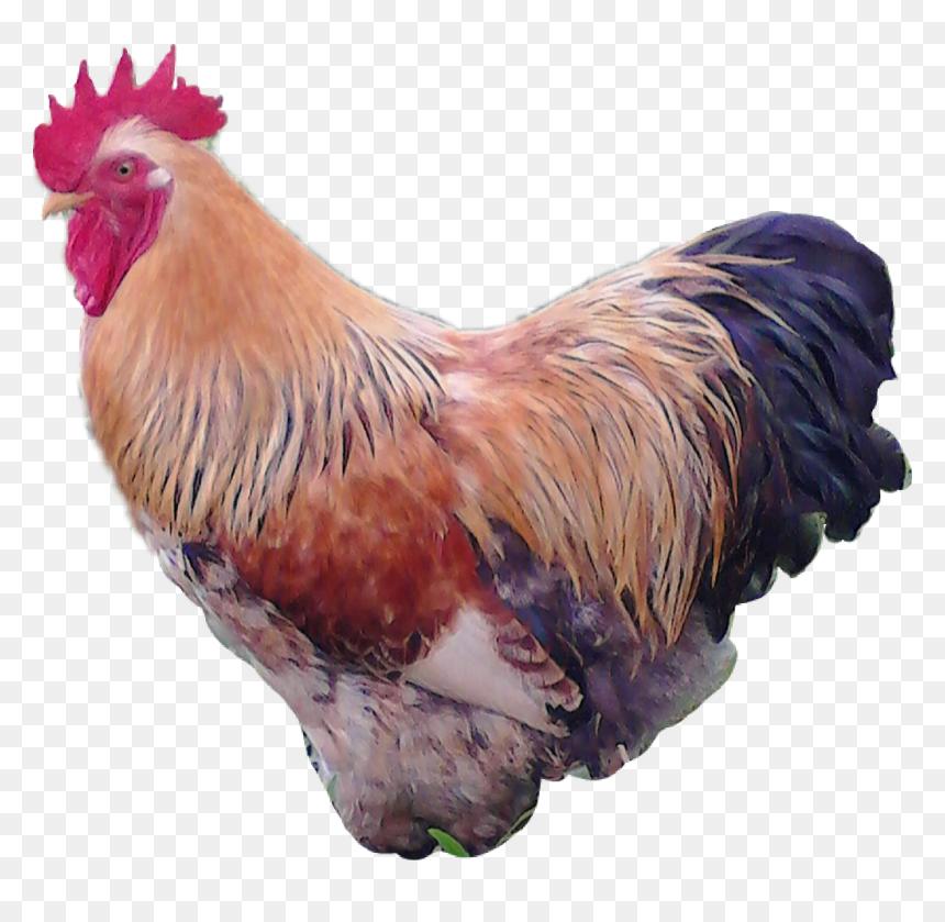 Rooster , Png Download - Rooster, Transparent Png - gallo png