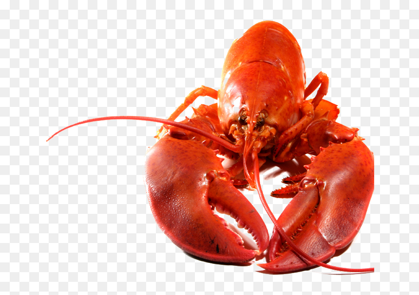 Lobster Png Transparent Image - Transparent Background Lobster Transparent, Png Download - james franco png