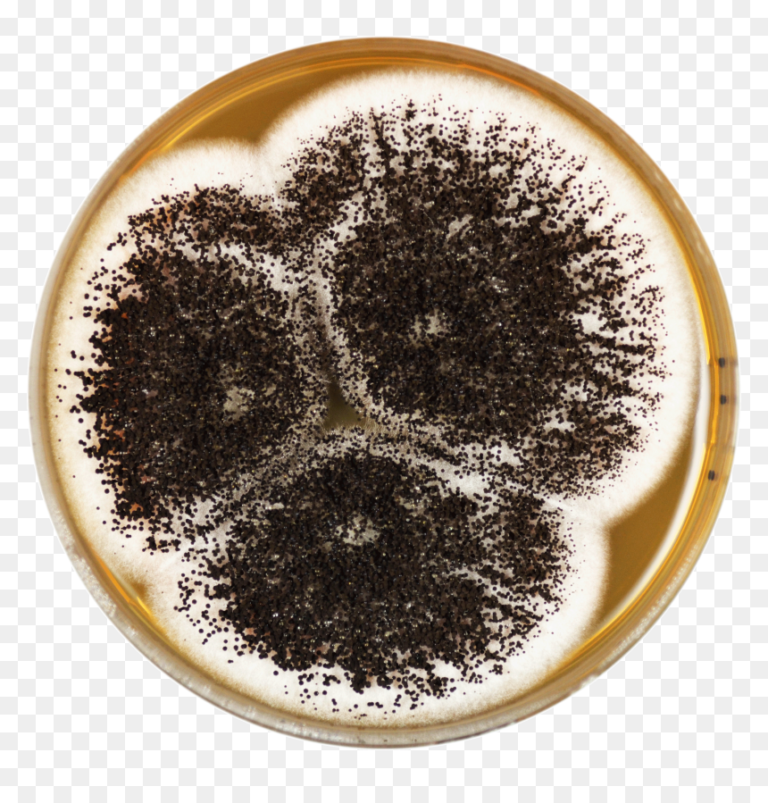 Aspergillus Ibericus Meaox - Asperilus Ibericus, HD Png Download - coffee powder png