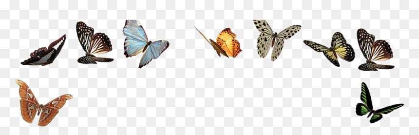 Borboletas Png, Transparent Png - borboletas png