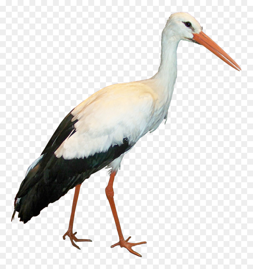 Crane Clipart Stork Bird - Stork Png, Transparent Png - flappy bird background png