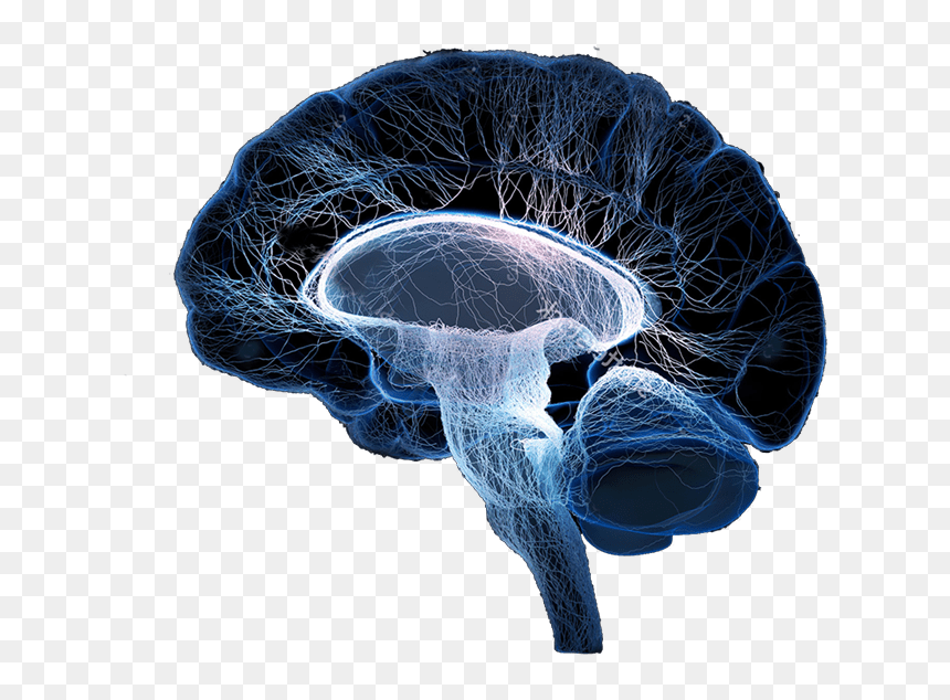 Cerebro , Png Download - Health, Transparent Png - cerebro png