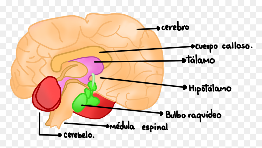 Cerebro - Traumatismo Craneoencefalico Cuidados De Enfermeria, HD Png Download - cerebro png