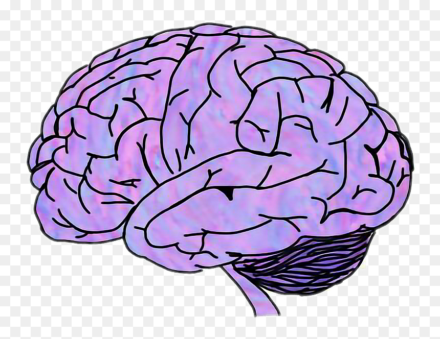 #cerebro - Brain Png Transparent, Png Download - cerebro png