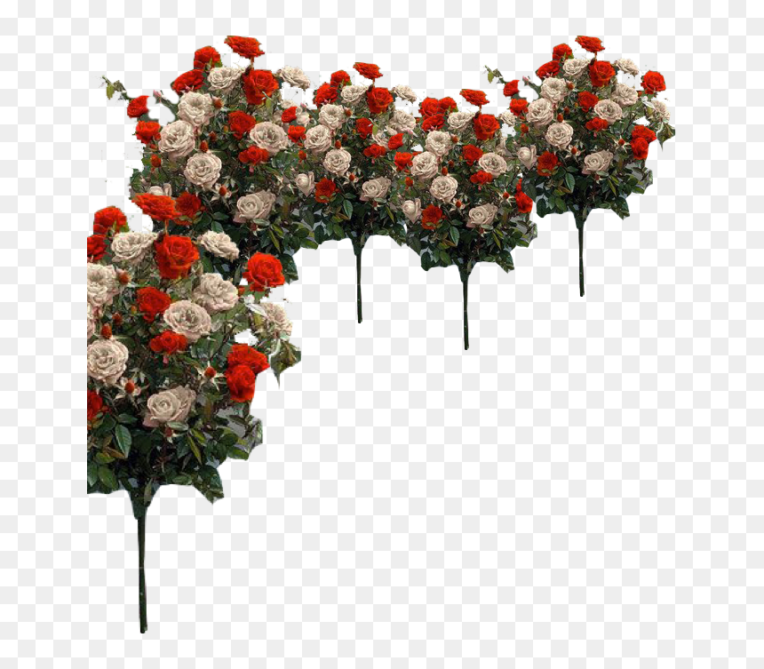 Garden Roses, Png Download - Garden Roses, Transparent Png - img_tree.png