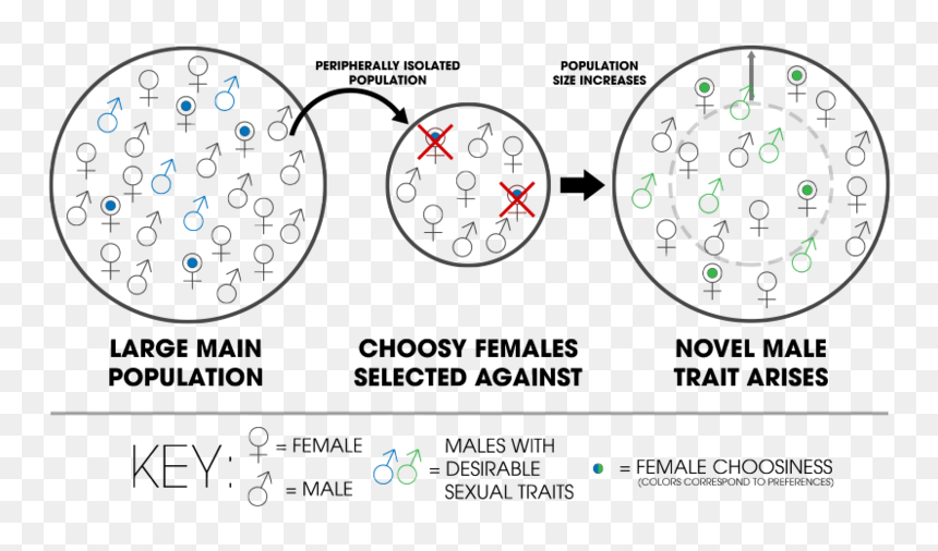 Kaneshiro Peripatric Speciation - Peripatric Speciation Example, HD Png Download - bolo png