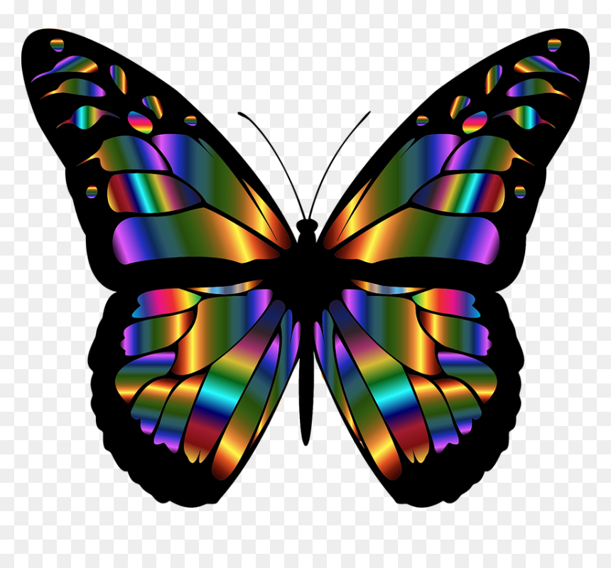 Borboletas Amp Joaninhas E Etc - Colorful Butterfly, HD Png Download - borboletas png
