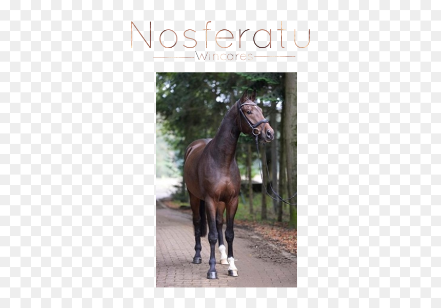 Sorrel, HD Png Download - nosferatu png