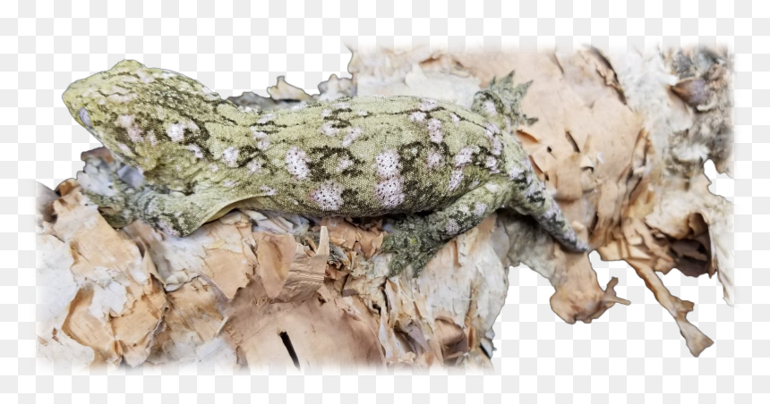 Lacerta, HD Png Download - dos equis png