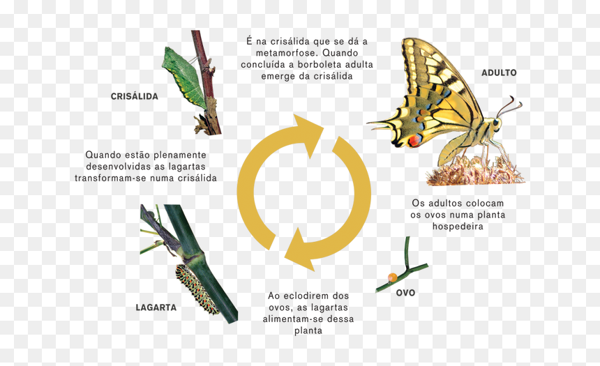 Borboleta Ciclo Da Vida, HD Png Download - borboletas png