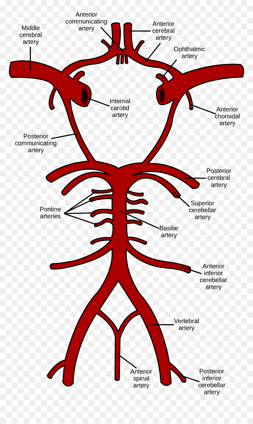 Circle Of Willis, HD Png Download - cerebro png