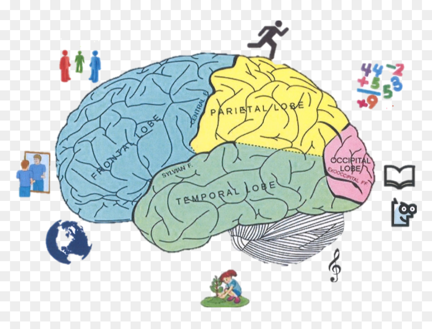 Design Of The Brain, HD Png Download - cerebro png