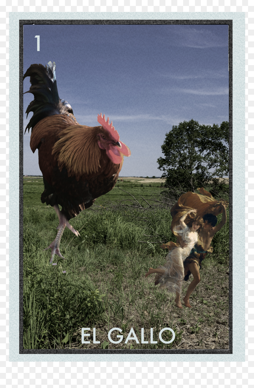 Dog Catches Something, HD Png Download - gallo png