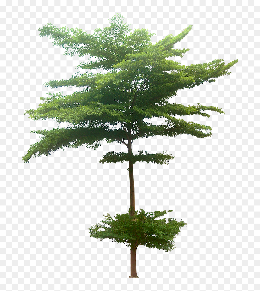 Madagascar Almond Png, Transparent Png - tall pine tree png