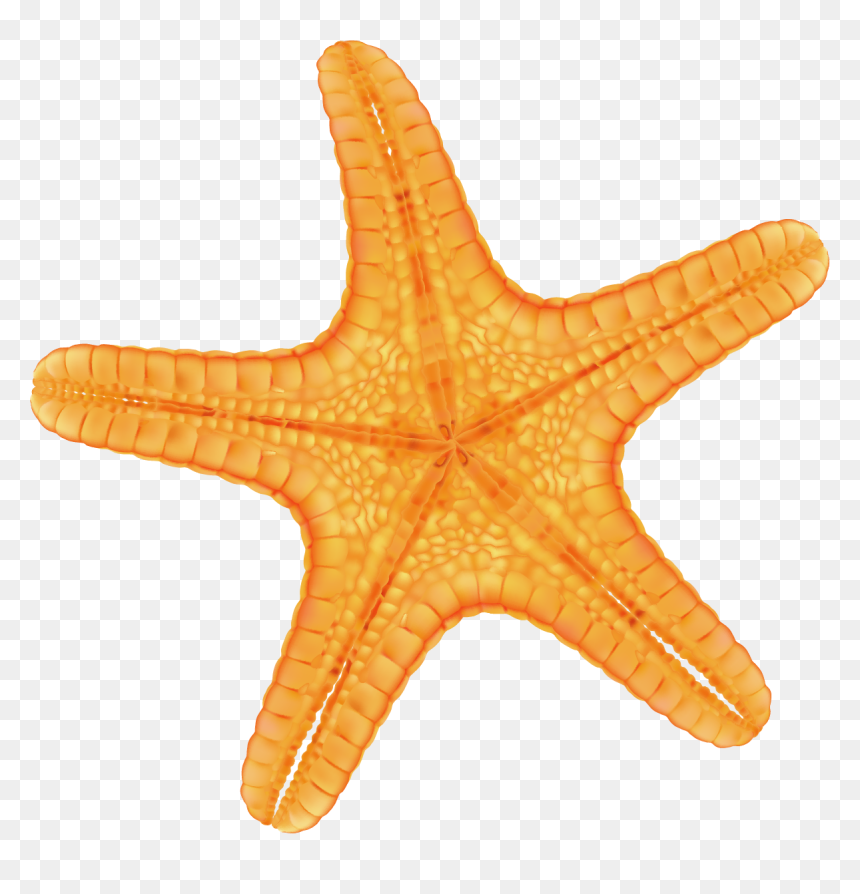 Hand Painted Yellow Starfish Png Download, Transparent Png - starfish.png