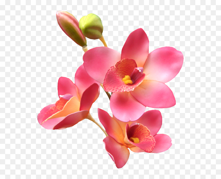 Romantic Good Morning Hubby, HD Png Download - molduras png para photoscape