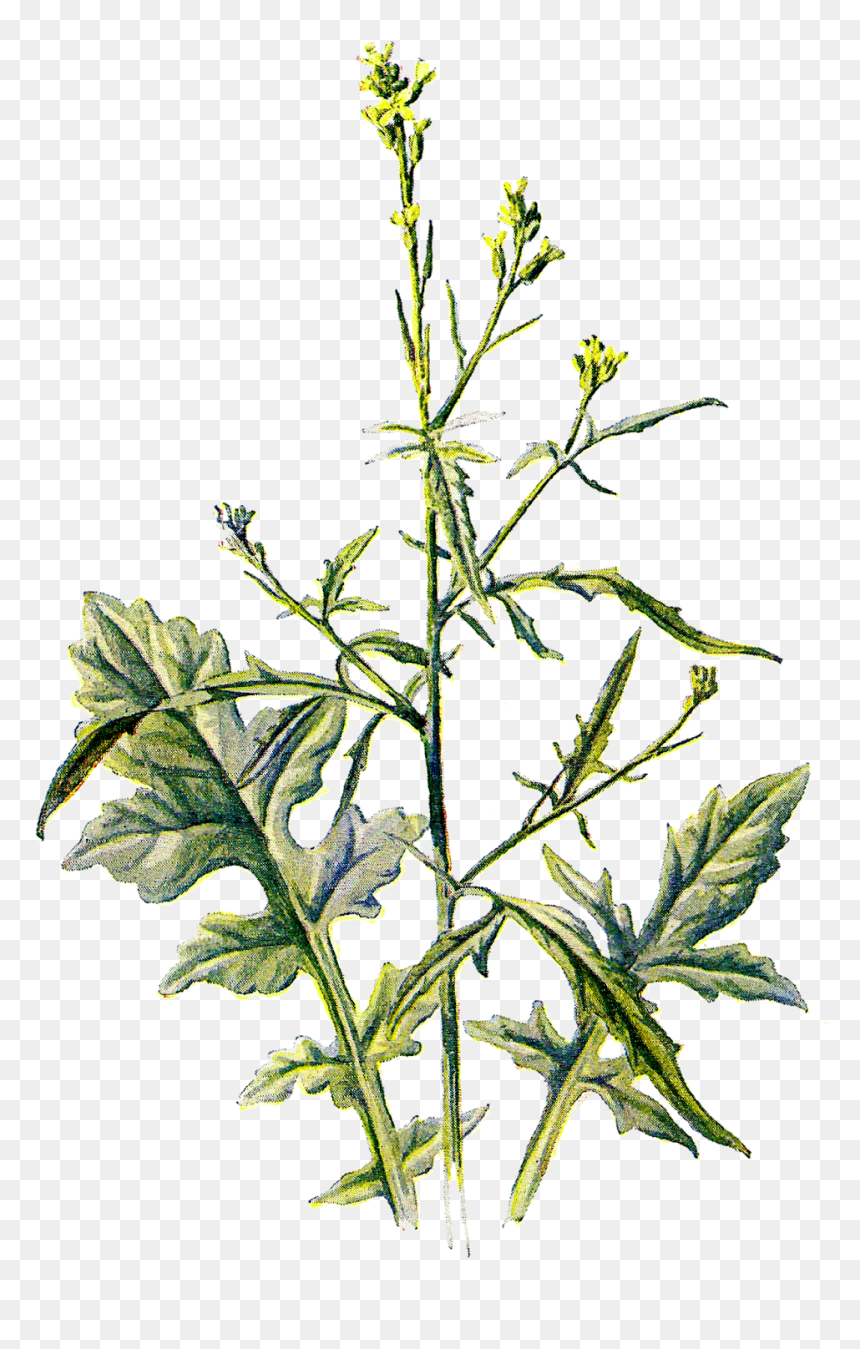 Wildflower Clipart Tiny Flower - Clip Art, HD Png Download - wild flower png