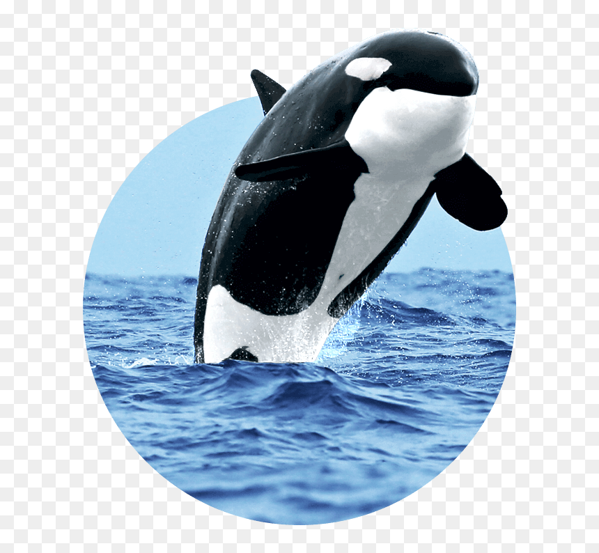 , Naturaliste Charters - Killer Whale, HD Png Download - whale.png