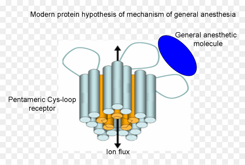 Modern Protein Hypothesis Of Mechanism Of General Anesthesia - Anaesthetic Mechanism Of Action, HD Png Download - modern png